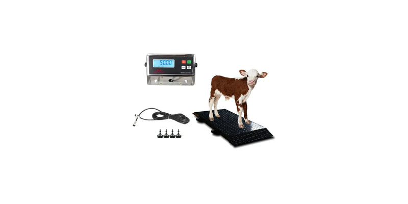 Calf Scales: How to Choose the Right Calf Weighing Scale
