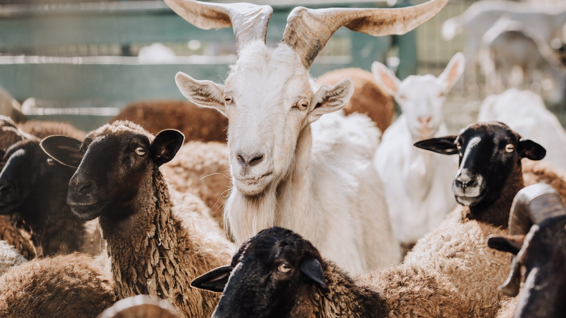 Livestock Scales for Goats