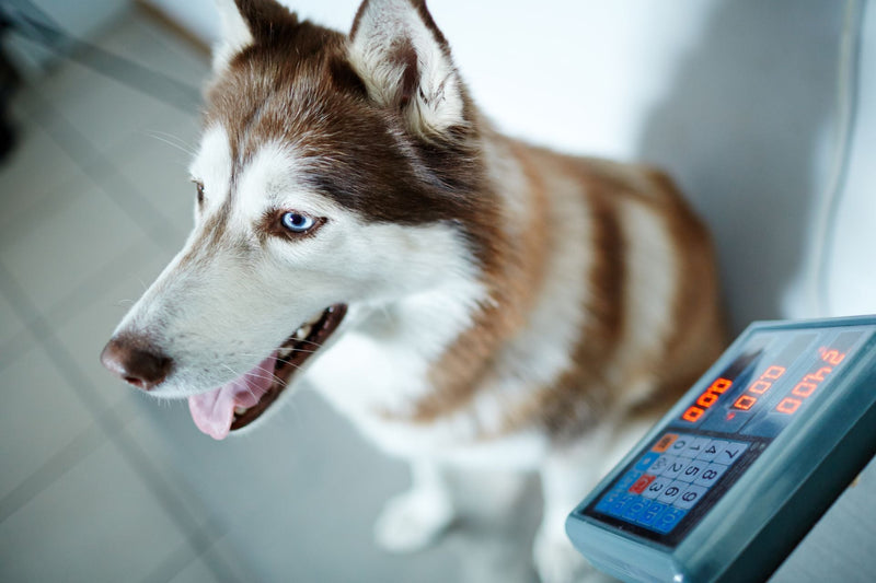 Animal Scale: Complete Guide to Veterinary & Livestock Weighing