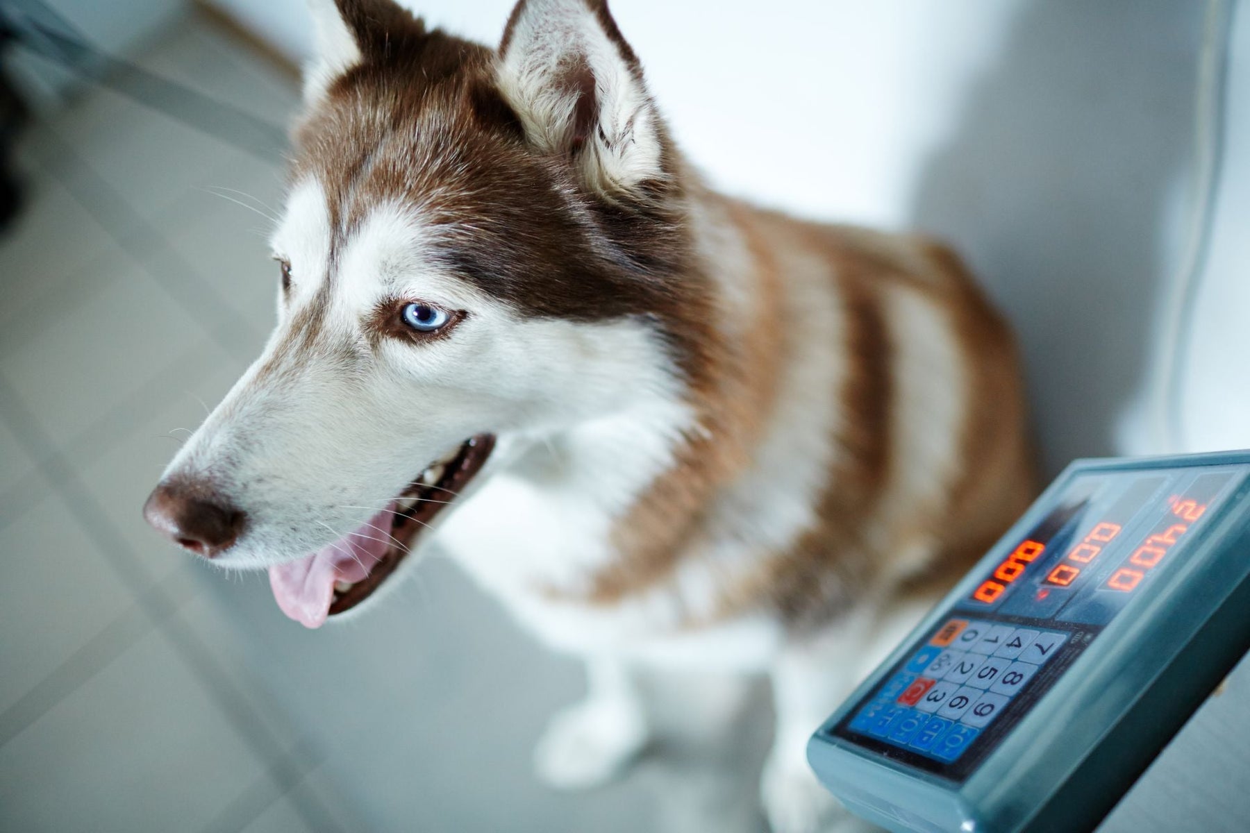 Animal Scale: Complete Guide to Veterinary & Livestock Weighing