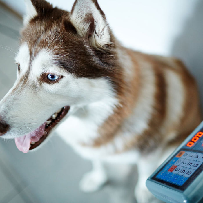 Animal Scale: Complete Guide to Veterinary & Livestock Weighing