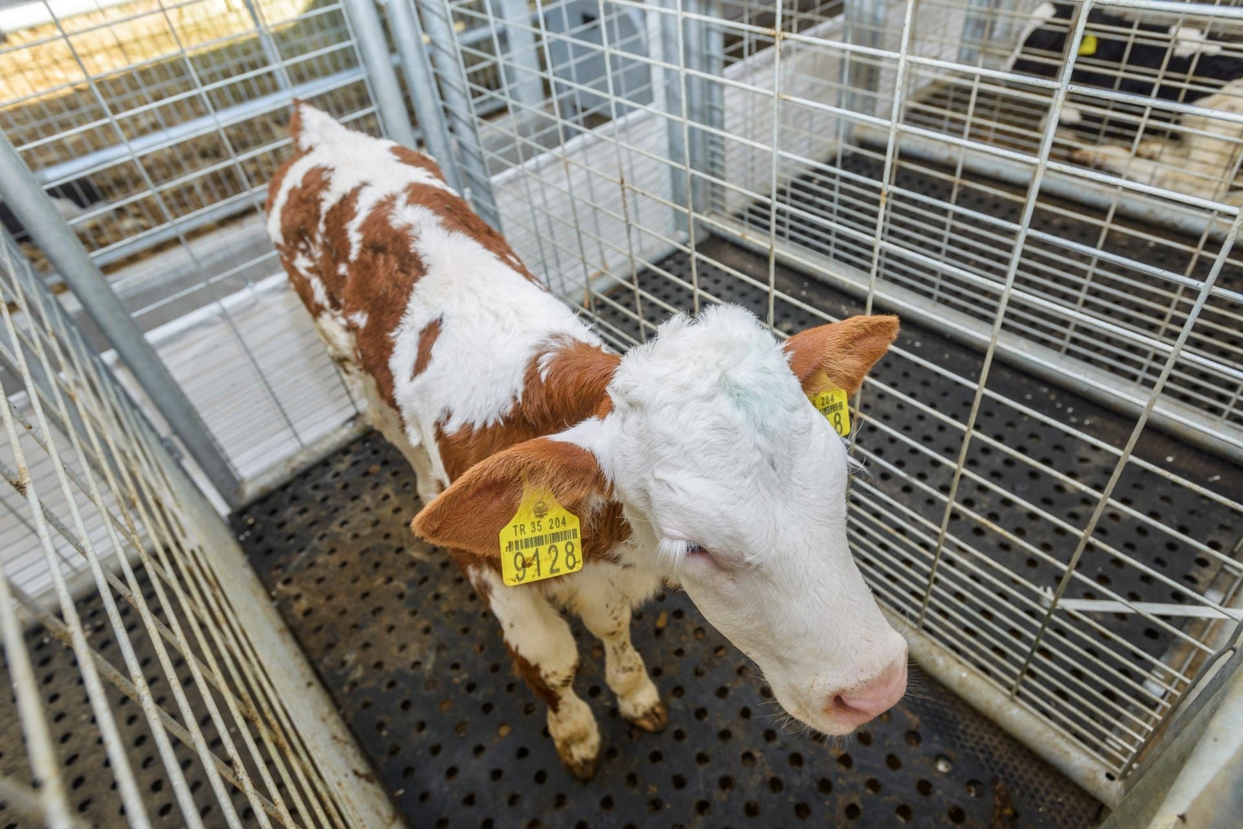 Animal Scales: Precise Weighing Solutions for Pets, Livestock, and Veterinary Use
