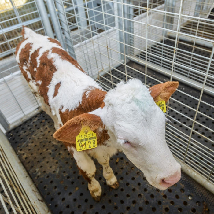 Animal Scales: Precise Weighing Solutions for Pets, Livestock, and Veterinary Use