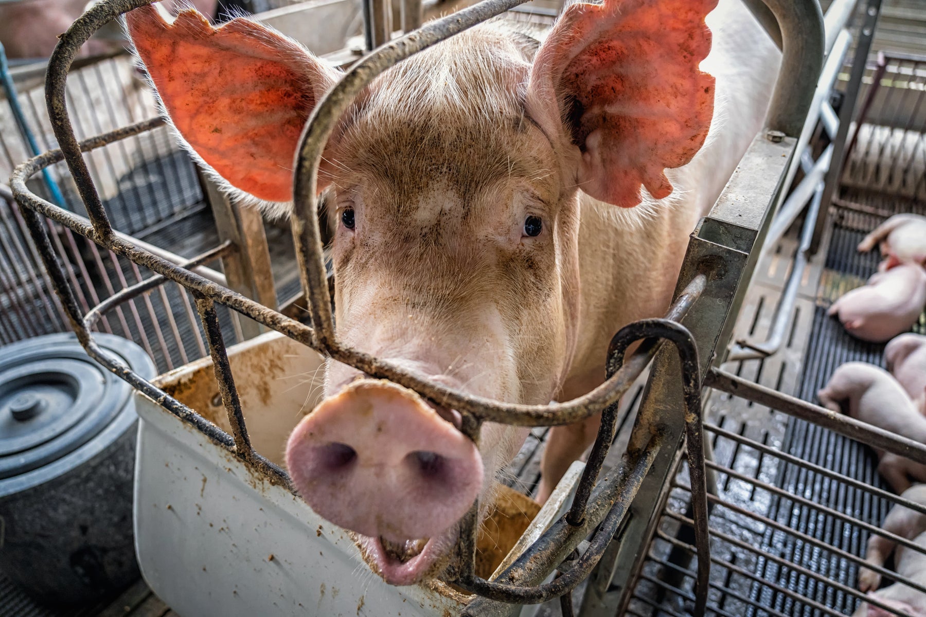 Pig scales aren't glamorous — but the data they give you is. Feed conversion ratios, daily gain, market timing. Here's how to pick the best scale for weighing pigs for every stage of production