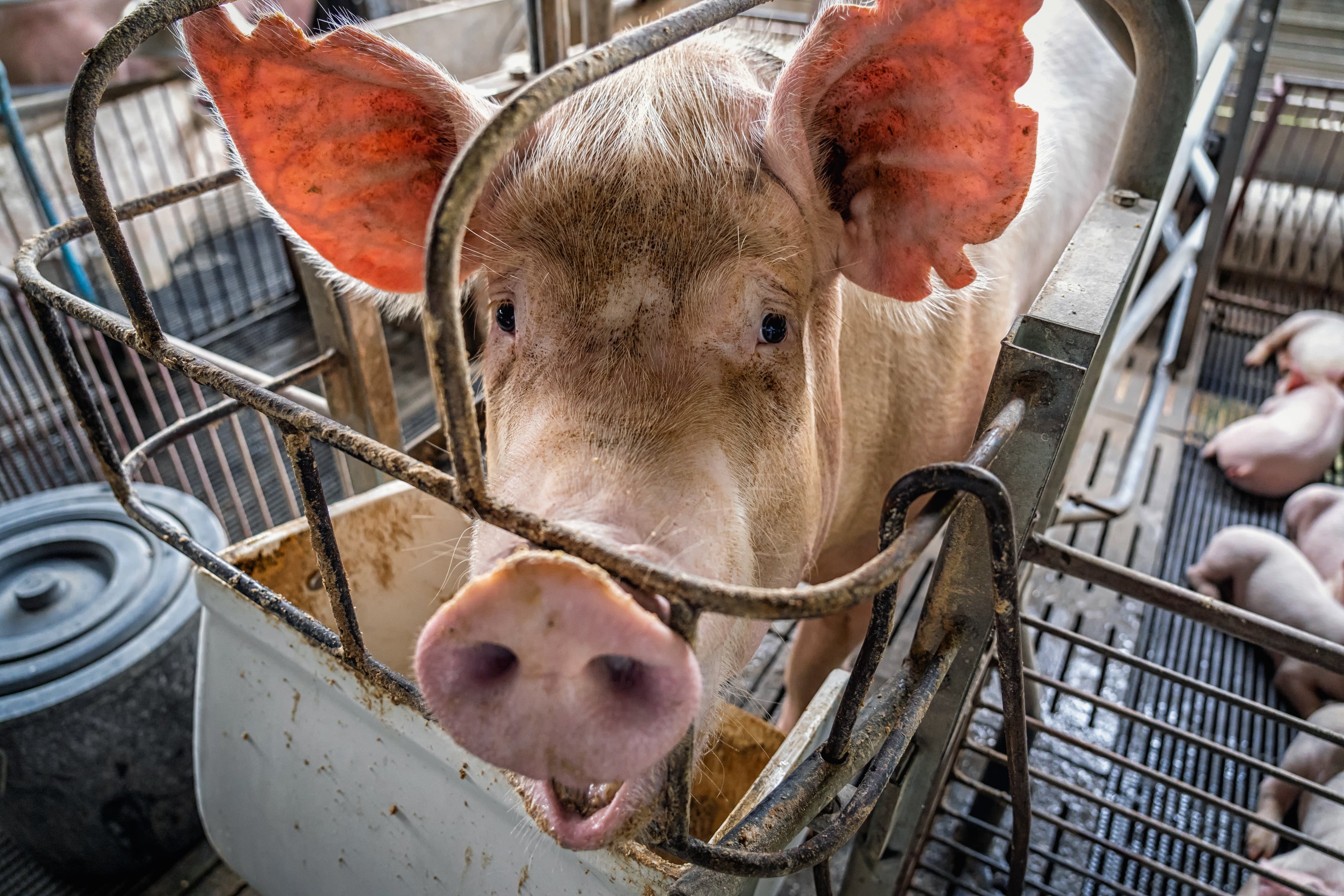 Best Scales for Weighing Pigs at Every Stage | Liberty Scales Guide