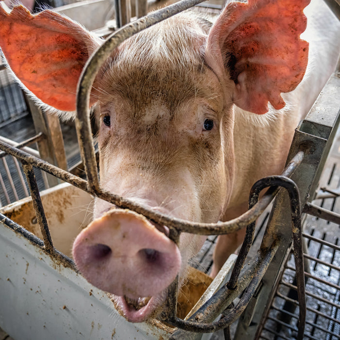 Pig scales aren't glamorous — but the data they give you is. Feed conversion ratios, daily gain, market timing. Here's how to pick the best scale for weighing pigs for every stage of production