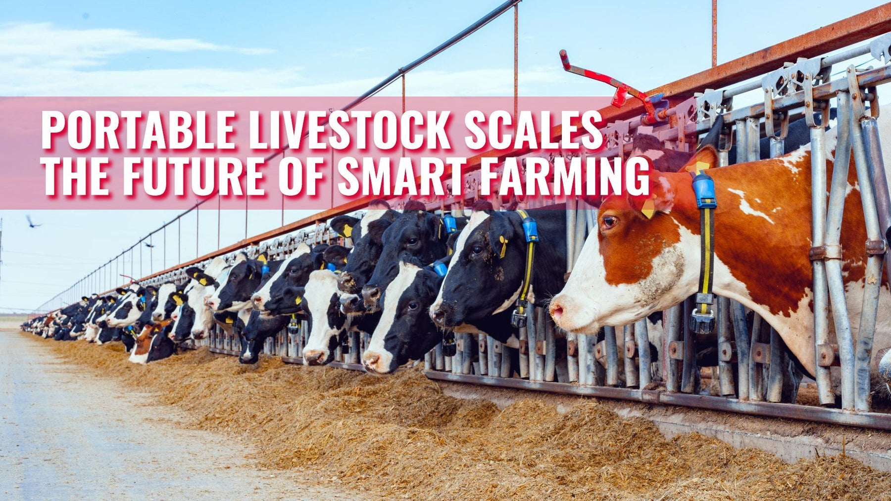 Portable Livestock Scales: The Future of Smart Farming