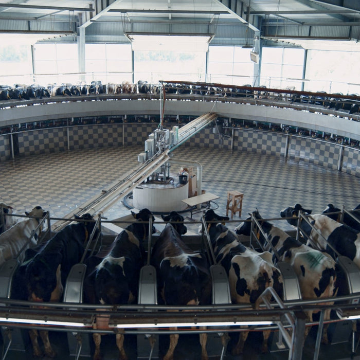 Best Livestock Scales