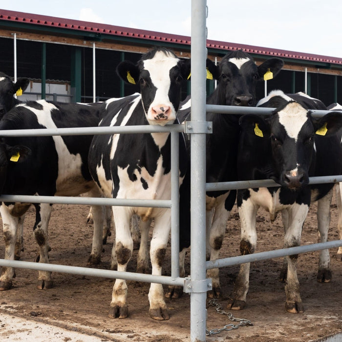 smart livestock scales