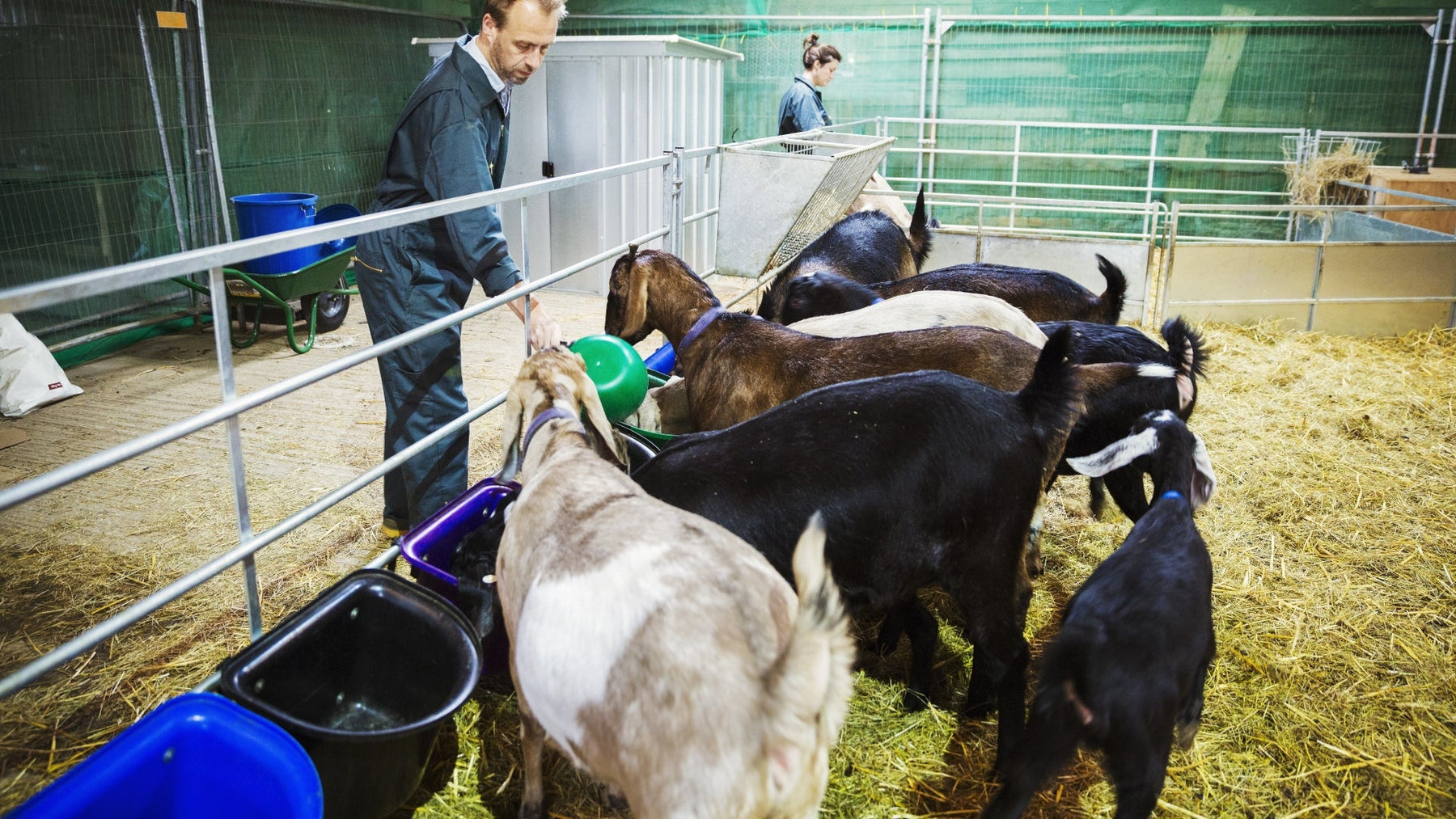 Cattle Scale Guide