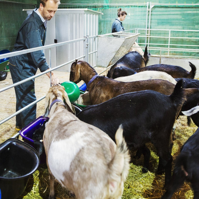 Cattle Scale Guide