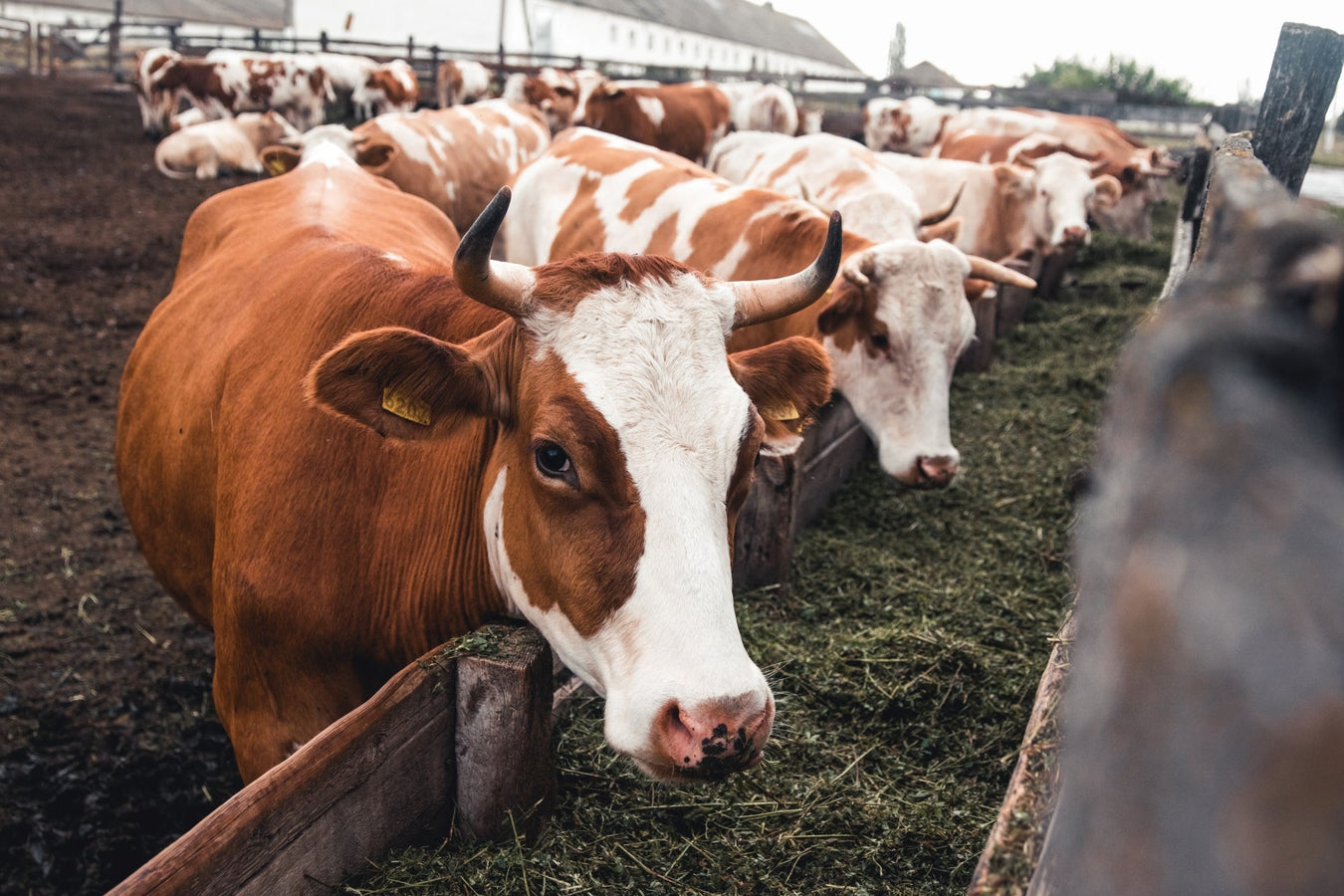 Agricultural Industry