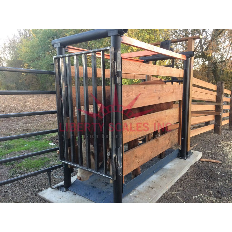 cow weighing in liberty ls 929 livestock scale for cattle