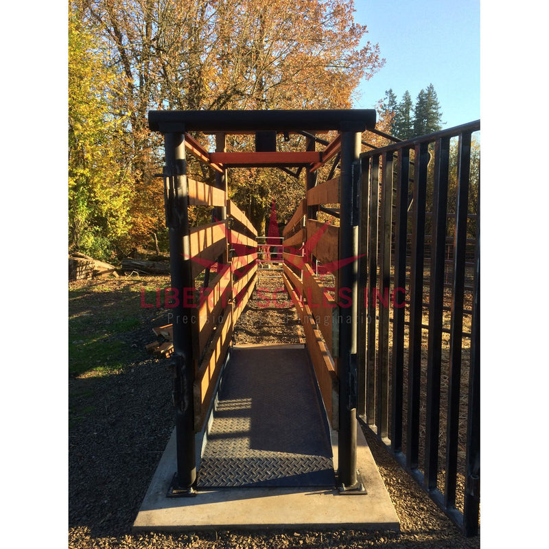livestock scale for cattle with an open door